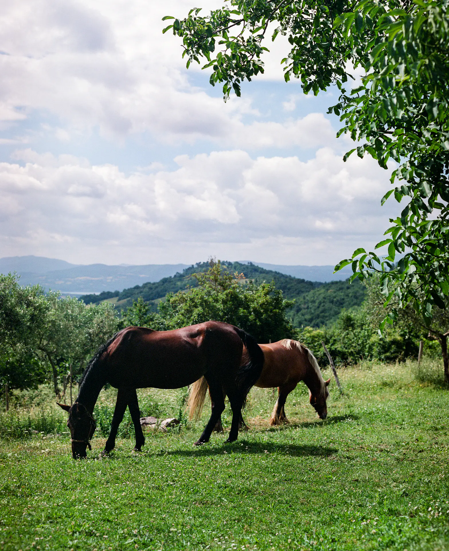 Grazing Horses, Hillside Landscape