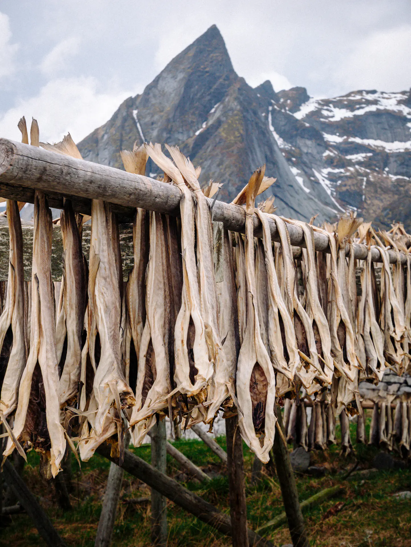 Drying Stockfish, Mountain Backdrop